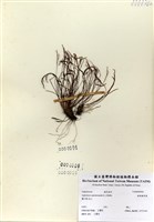 線葉鐵角蕨藏品圖，第1張